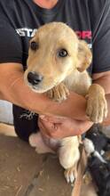 BLÜMCHEN, Hund, Mischlingshund in Rumänien - Bild 2