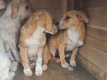 MILA, Hund, Mischlingshund in Rumänien - Bild 2