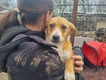 MILA, Hund, Mischlingshund in Rumänien - Bild 3