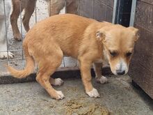 MILA, Hund, Mischlingshund in Rumänien - Bild 6