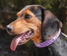 PETULA, Hund, Mischlingshund in Zypern