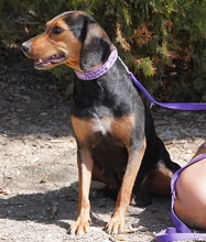 PETULA, Hund, Mischlingshund in Zypern - Bild 2