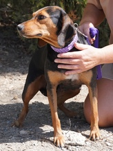 PETULA, Hund, Mischlingshund in Zypern - Bild 3