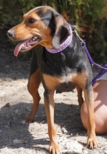 PETULA, Hund, Mischlingshund in Zypern - Bild 4