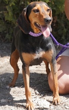 PETULA, Hund, Mischlingshund in Zypern - Bild 5
