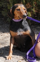 PETULA, Hund, Mischlingshund in Zypern - Bild 6