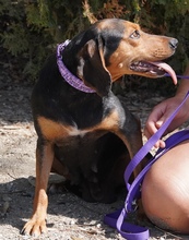 PETULA, Hund, Mischlingshund in Zypern - Bild 7