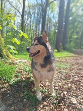MIA, Hund, Alaskan Hound in Dormagen - Bild 1