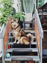 MIA, Hund, Alaskan Hound in Dormagen - Bild 2