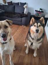 MIA, Hund, Alaskan Hound in Dormagen - Bild 3