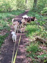 MIA, Hund, Alaskan Hound in Dormagen - Bild 4