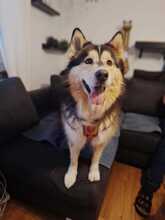 MIA, Hund, Alaskan Hound in Dormagen - Bild 5