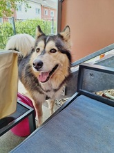MIA, Hund, Alaskan Hound in Dormagen - Bild 6