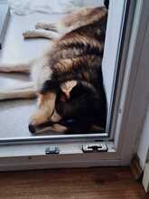 MIA, Hund, Alaskan Hound in Dormagen - Bild 7