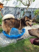 MIA, Hund, Alaskan Hound in Dormagen - Bild 8