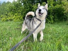 ESTHER, Hund, Siberian Husky in Rumänien - Bild 1
