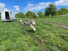 ESTHER, Hund, Siberian Husky in Rumänien - Bild 2