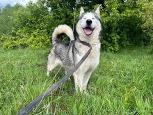 ESTHER, Hund, Siberian Husky in Rumänien - Bild 3