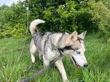 ESTHER, Hund, Siberian Husky in Rumänien - Bild 4
