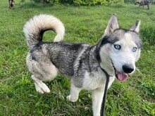 ESTHER, Hund, Siberian Husky in Rumänien - Bild 5