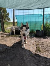 ESTHER, Hund, Siberian Husky in Rumänien - Bild 6
