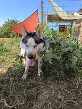 ESTHER, Hund, Siberian Husky in Rumänien - Bild 7