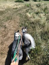 ESTHER, Hund, Siberian Husky in Rumänien - Bild 8