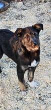 AARIE, Hund, Mischlingshund in Rumänien - Bild 1