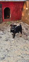 AARIE, Hund, Mischlingshund in Rumänien - Bild 2