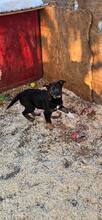 AARIE, Hund, Mischlingshund in Rumänien - Bild 3