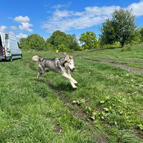 ERWIN, Hund, Siberian Husky in Rumänien - Bild 3
