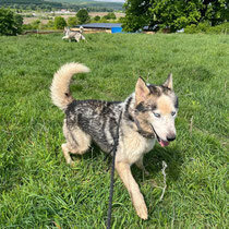 ERWIN, Hund, Siberian Husky in Rumänien - Bild 4