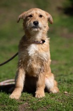 SZAVA, Hund, Mischlingshund in Ungarn - Bild 1