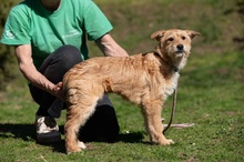 SZAVA, Hund, Mischlingshund in Ungarn - Bild 10