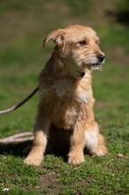 SZAVA, Hund, Mischlingshund in Ungarn - Bild 11