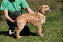 SZAVA, Hund, Mischlingshund in Ungarn - Bild 12