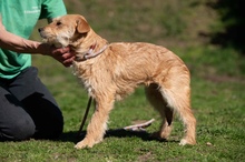 SZAVA, Hund, Mischlingshund in Ungarn - Bild 13