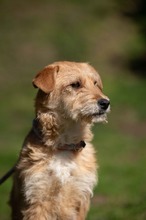 SZAVA, Hund, Mischlingshund in Ungarn - Bild 2