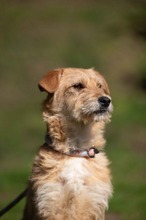 SZAVA, Hund, Mischlingshund in Ungarn - Bild 3