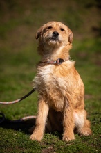 SZAVA, Hund, Mischlingshund in Ungarn - Bild 4