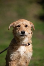 SZAVA, Hund, Mischlingshund in Ungarn - Bild 5