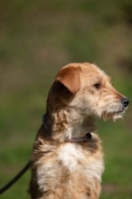 SZAVA, Hund, Mischlingshund in Ungarn - Bild 6