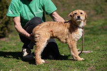SZAVA, Hund, Mischlingshund in Ungarn - Bild 7