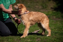 SZAVA, Hund, Mischlingshund in Ungarn - Bild 8