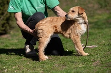 SZAVA, Hund, Mischlingshund in Ungarn - Bild 9