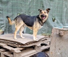AKI, Hund, Deutscher Schäferhund-Mix in Rumänien - Bild 1