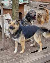 AKI, Hund, Deutscher Schäferhund-Mix in Rumänien - Bild 2