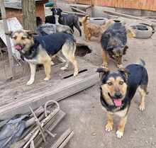 AKI, Hund, Deutscher Schäferhund-Mix in Rumänien - Bild 3