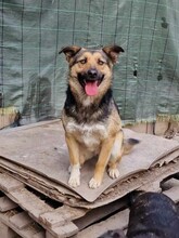 AKI, Hund, Deutscher Schäferhund-Mix in Rumänien - Bild 5