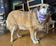 ALLY, Hund, Mischlingshund in Rotenburg - Bild 1